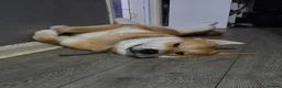Japanese Shiba Inu dogs for sale: Regrettable sale of my boy  - Advert 3