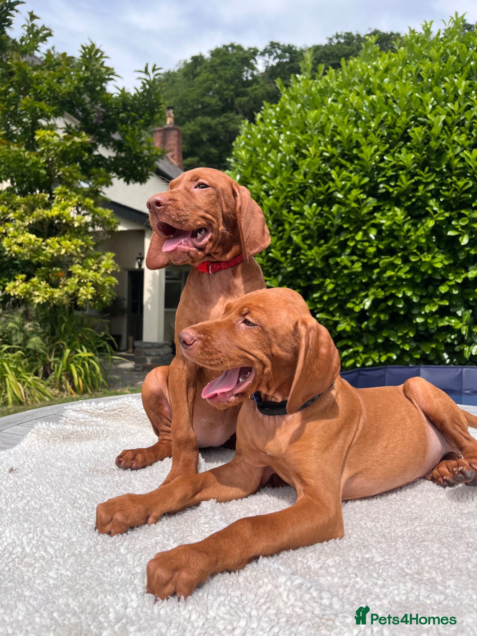Hungarian Vizsla dogs Girl & Boy Available  - Advert 7