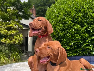 Hungarian Vizsla dogs Girl & Boy Available - Advert 7