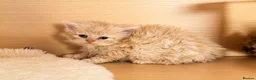Selkirk Rex cats for sale: Beautiful litter of longhair Selkirk Rex kittens - Advert 28