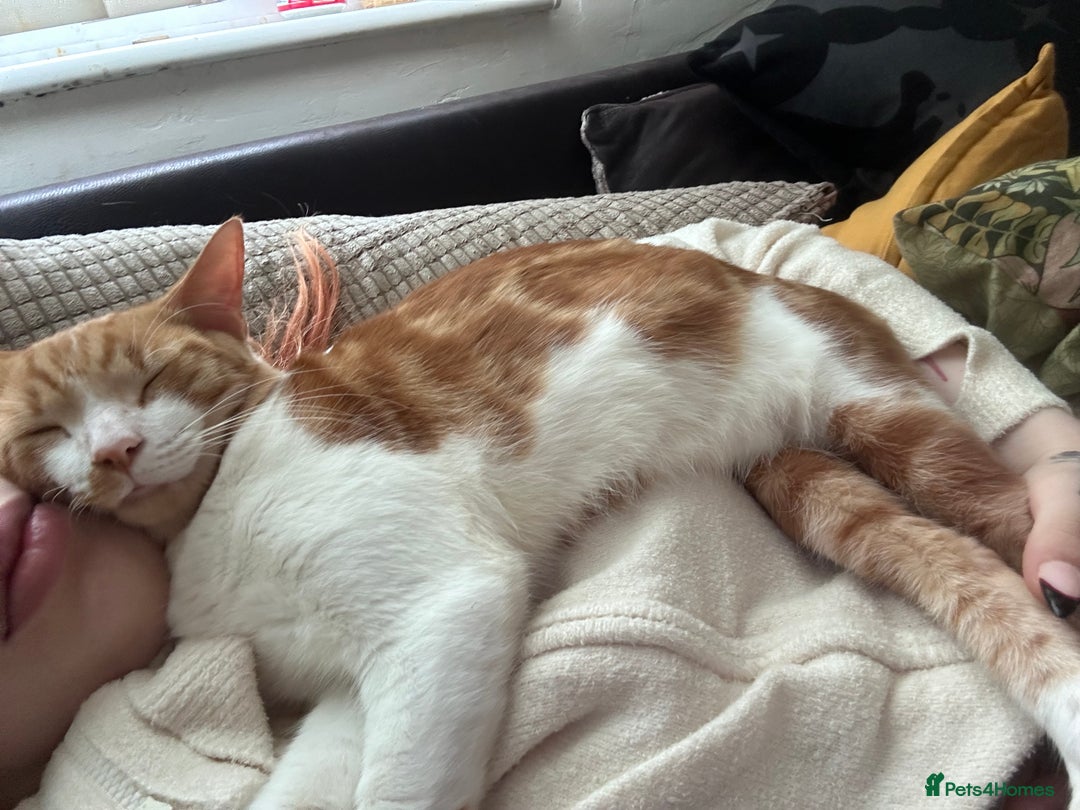 Domestic Shorthair cats for sale: Cheeto  - Advert 9