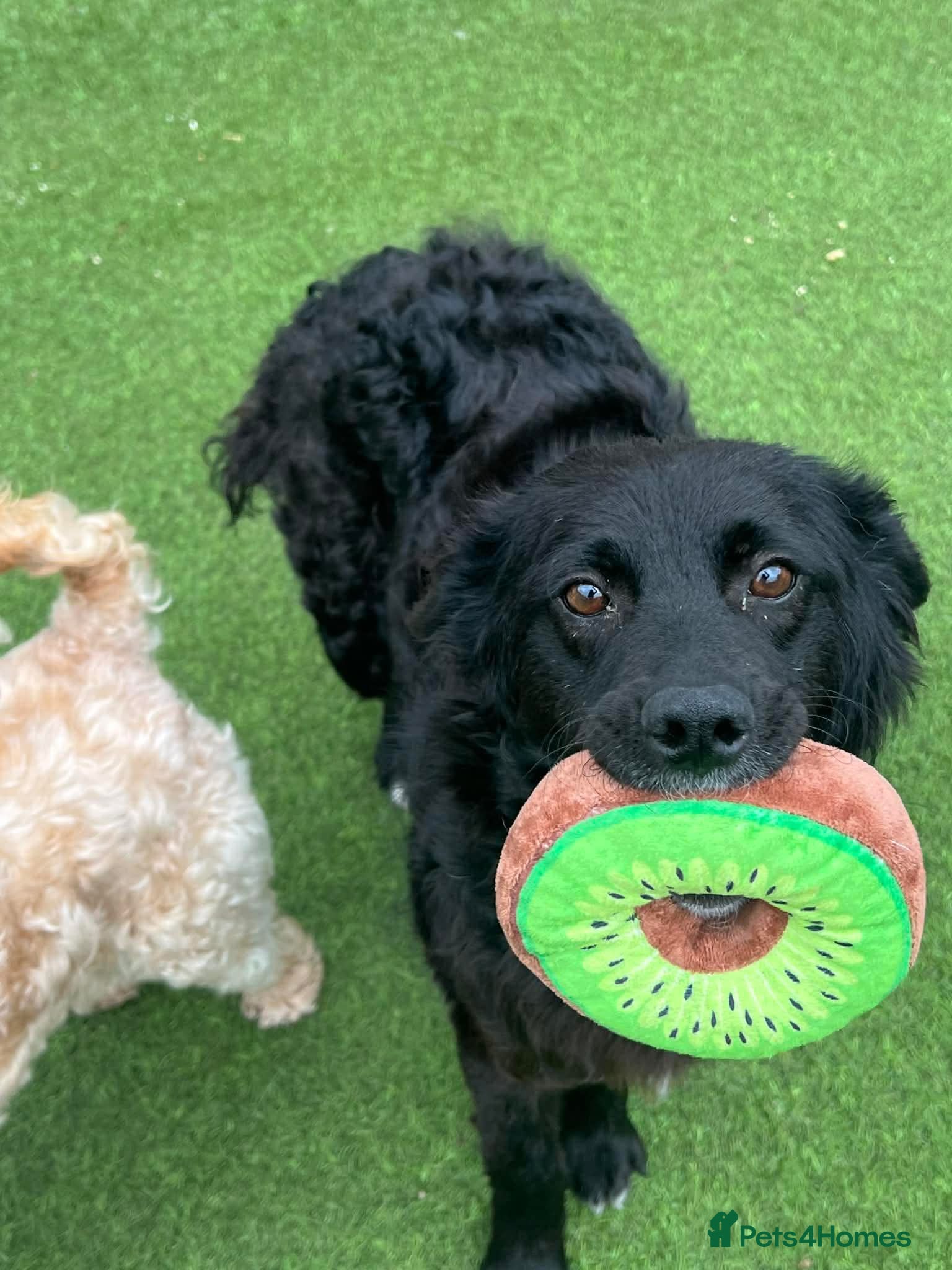 Mixed Breed dogs POPPET - 14 months, 12kg, friendly, loving, clever - Advert 5