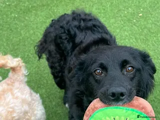 Mixed Breed dogs POPPET - 14 months, 12kg, friendly, loving, clever - Advert 5