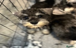 Miniature Schnauzer dogs for sale: Gorgeous home reared puppies ready soon - Image 4