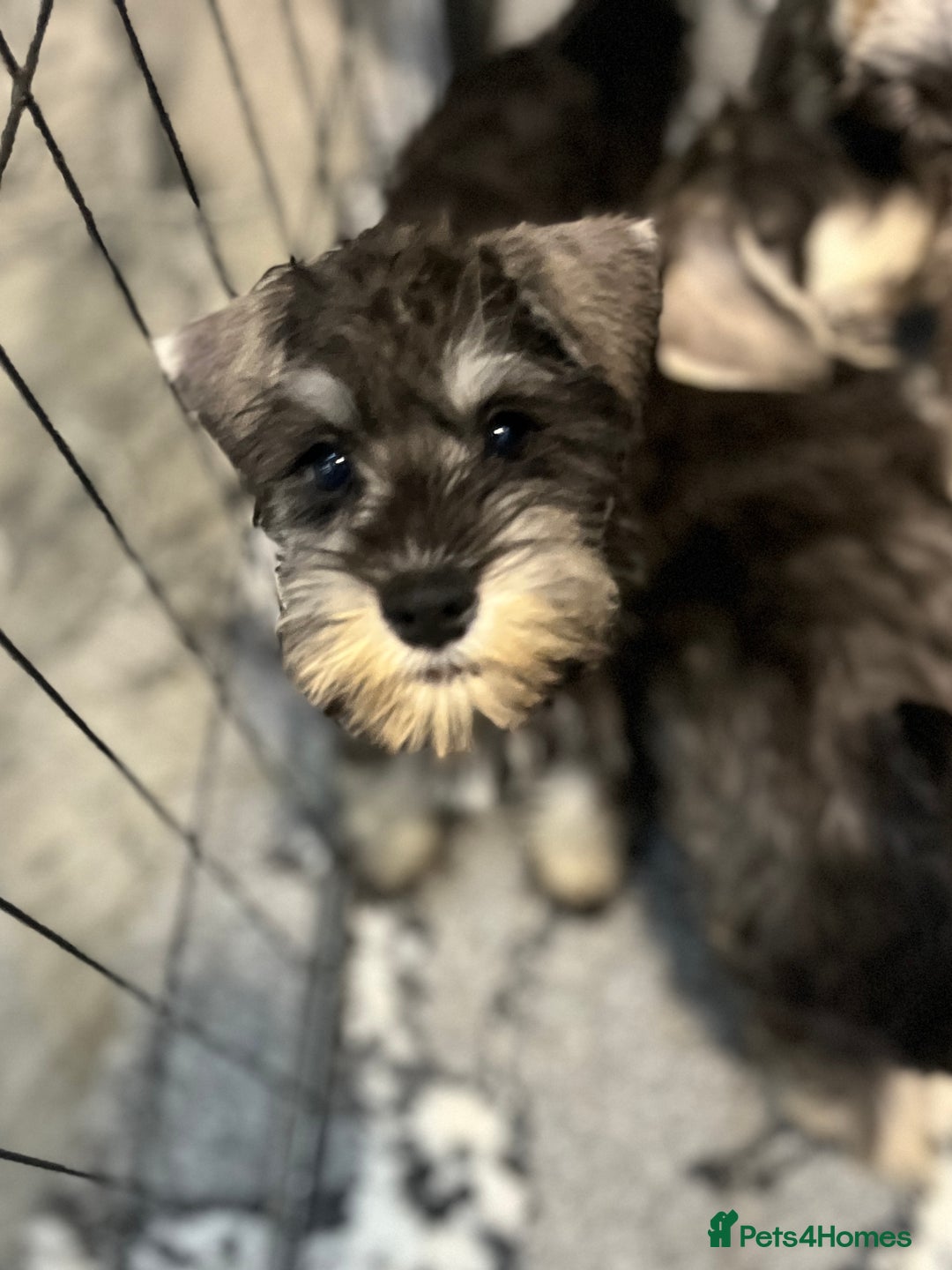 Miniature Schnauzer dogs for sale: Gorgeous home reared puppies ready soon - Image 4