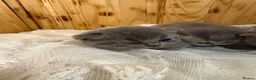 British Shorthair cats for sale: Cute British Shorthair Kittens open for reserve - Advert 24