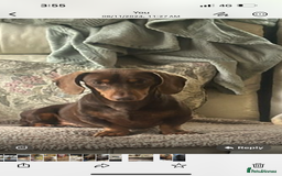 Dachshund dogs for stud: Kc studs available 💥both proven  in Bilston - Image 4