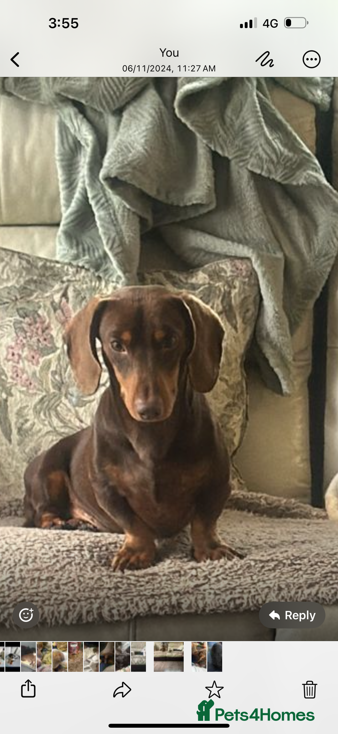 Dachshund dogs for stud: Kc studs available 💥both proven  in Bilston - Image 4