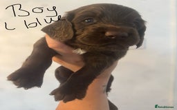 Cocker Spaniel dogs for sale: Cocker Spaniel Puppies - Image 15