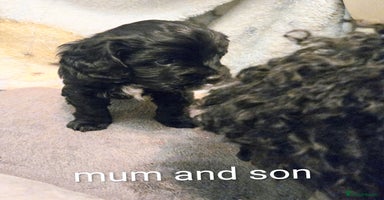 Cavapoo dogs - Advert 14