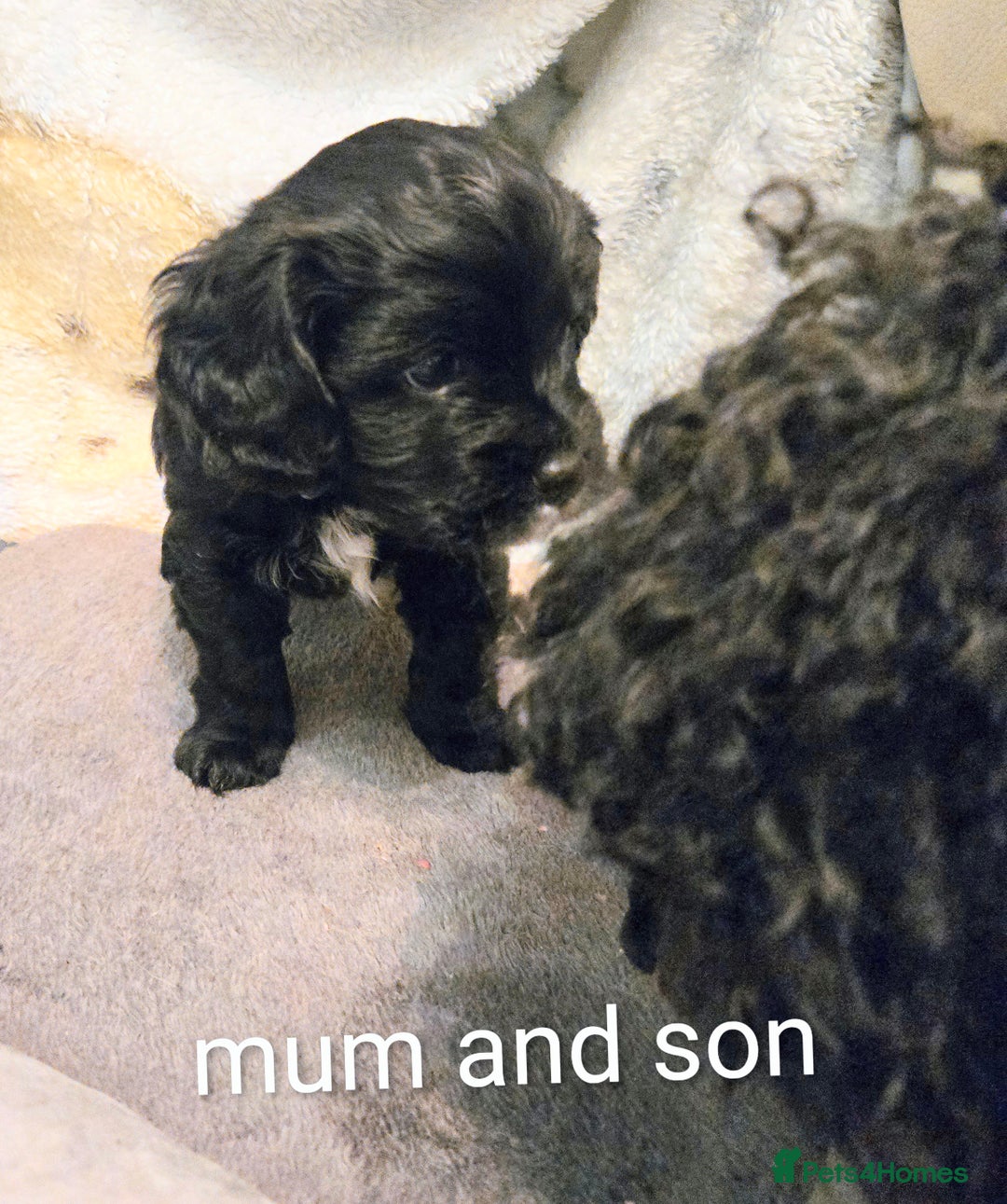 Cavapoo dogs for sale: Teddy bear F1 caverpoos  - Image 16