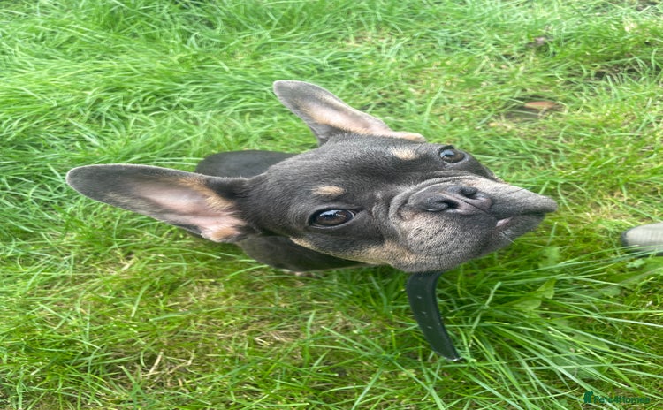 French Bulldog dogs - Advert 14