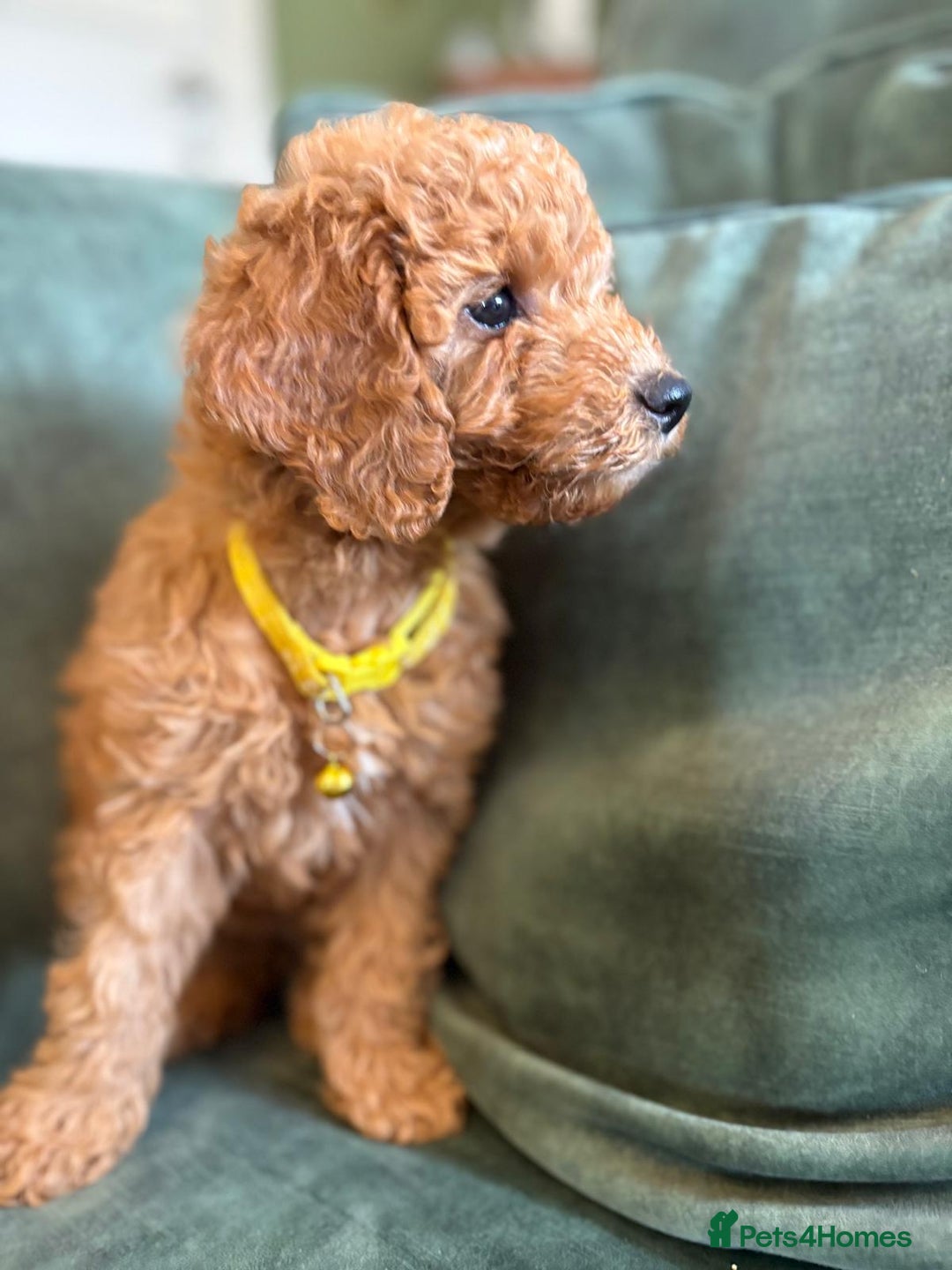 Cockapoo dogs for sale: Beautiful family of cockerpoos - Image 16