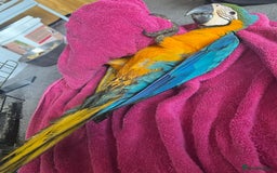 Macaws birds for sale: Hand reared blue & gold Macaw Chick - Image 37