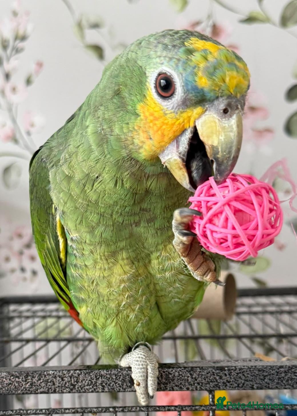 Parrots birds Amazons/Parrots/Parakeets - Advert 1