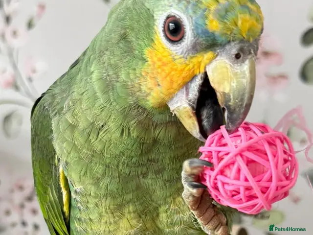 Parrots birds Amazons/Parrots/Parakeets - Advert 1
