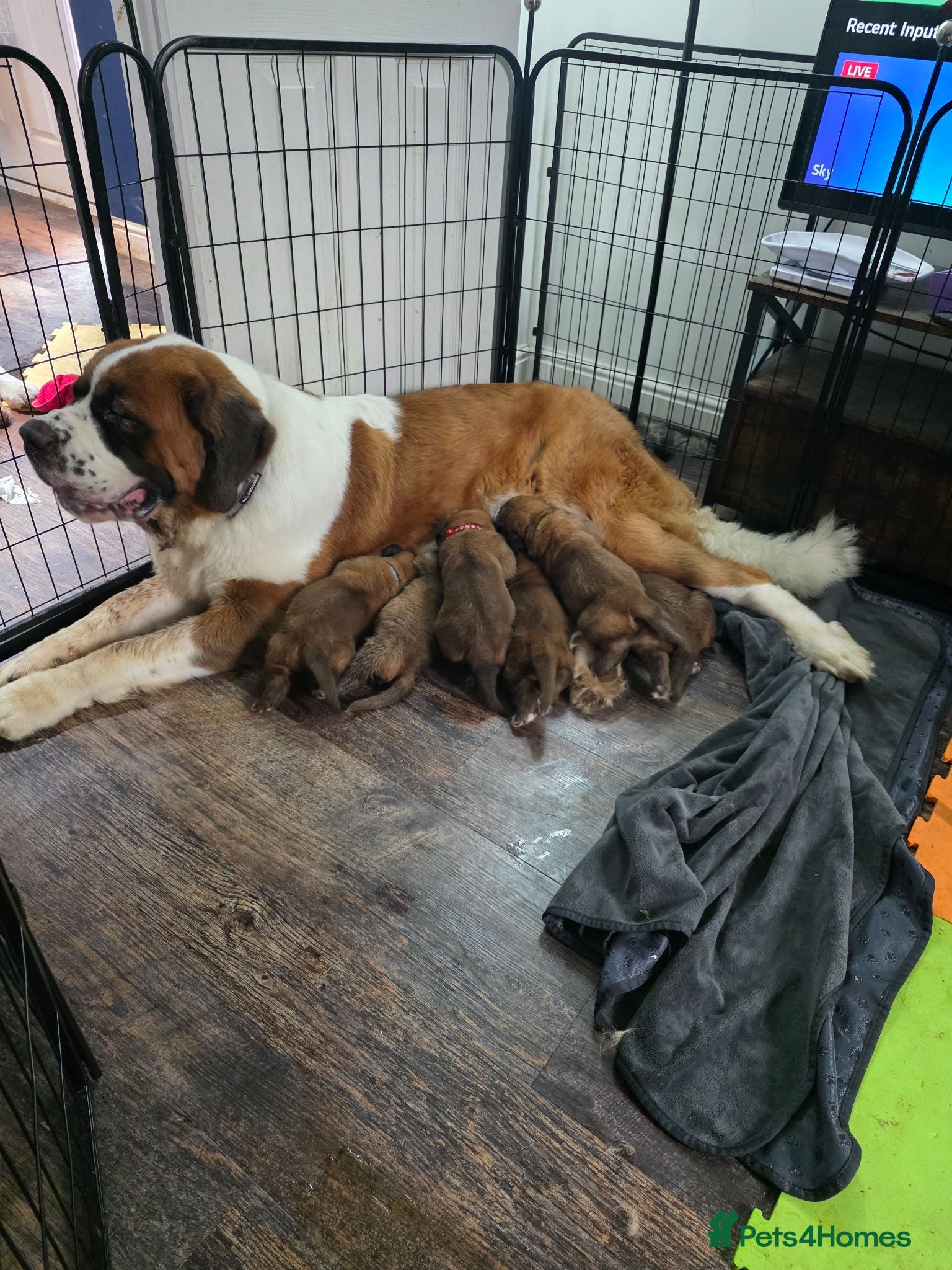 Mixed Breed dogs Saint bernard x dogue de bordeaux hybrid  - Advert 18