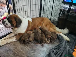 Mixed Breed dogs Saint bernard x dogue de bordeaux hybrid - Advert 1