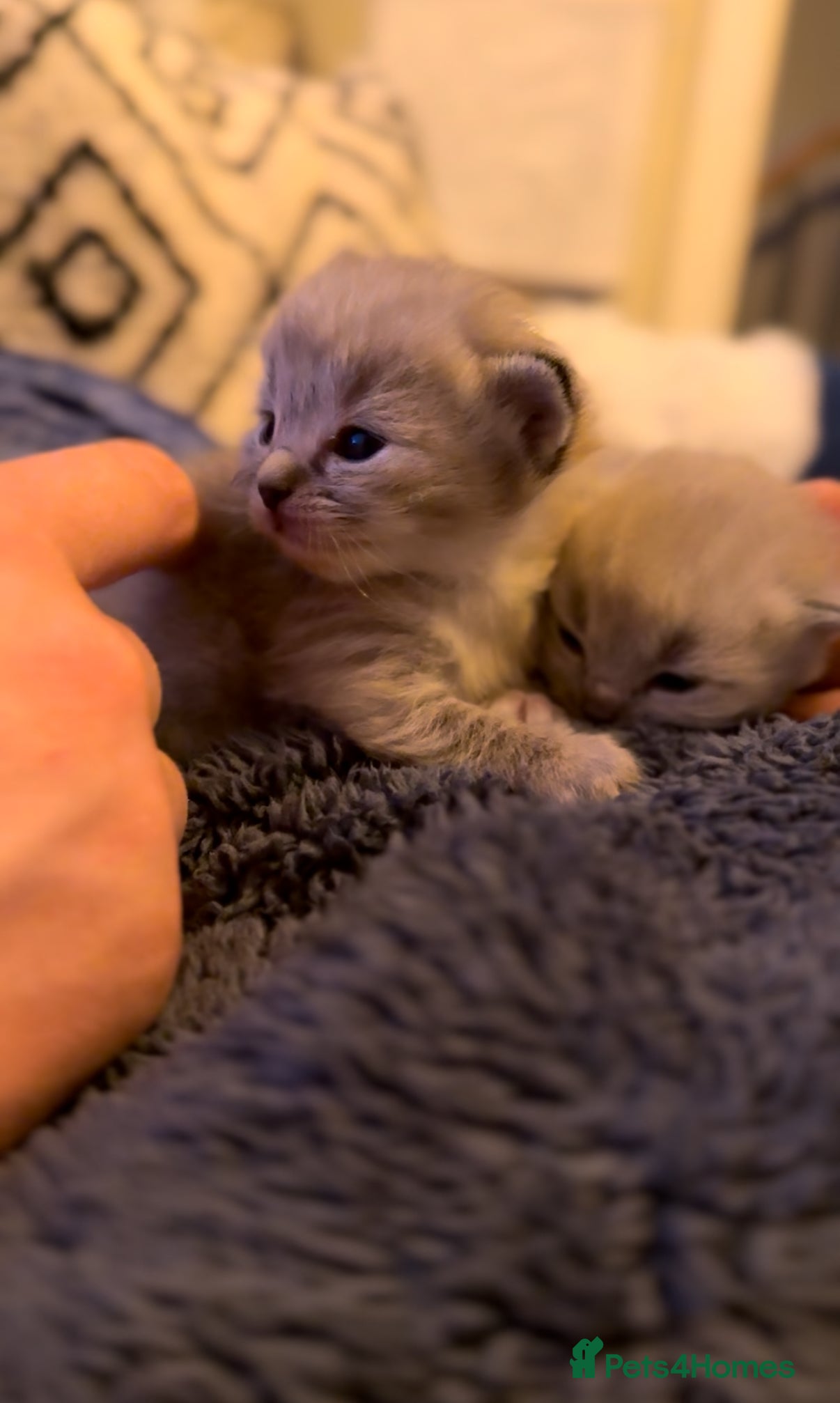 Ragdoll cats Stunning ragdolls including mink & lynx  - Advert 11