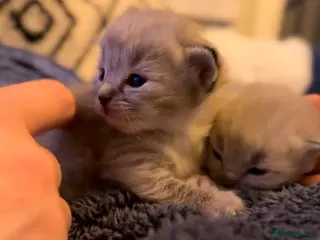 Ragdoll cats Stunning ragdolls including mink & lynx - Advert 11