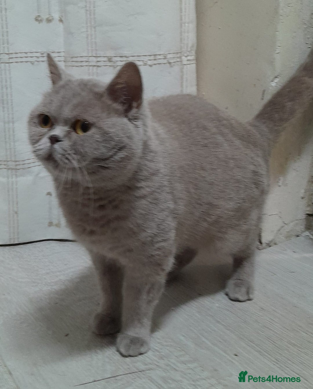 British Shorthair cats for sale: STUNNING LILAC GCCF BSH 4 YEAR OLD FEMALE  - Advert 3