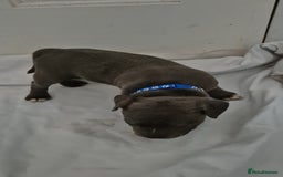 Staffordshire Bull Terrier dogs for sale: Blue Staffs £1,100 Deposit is £245 - Image 19