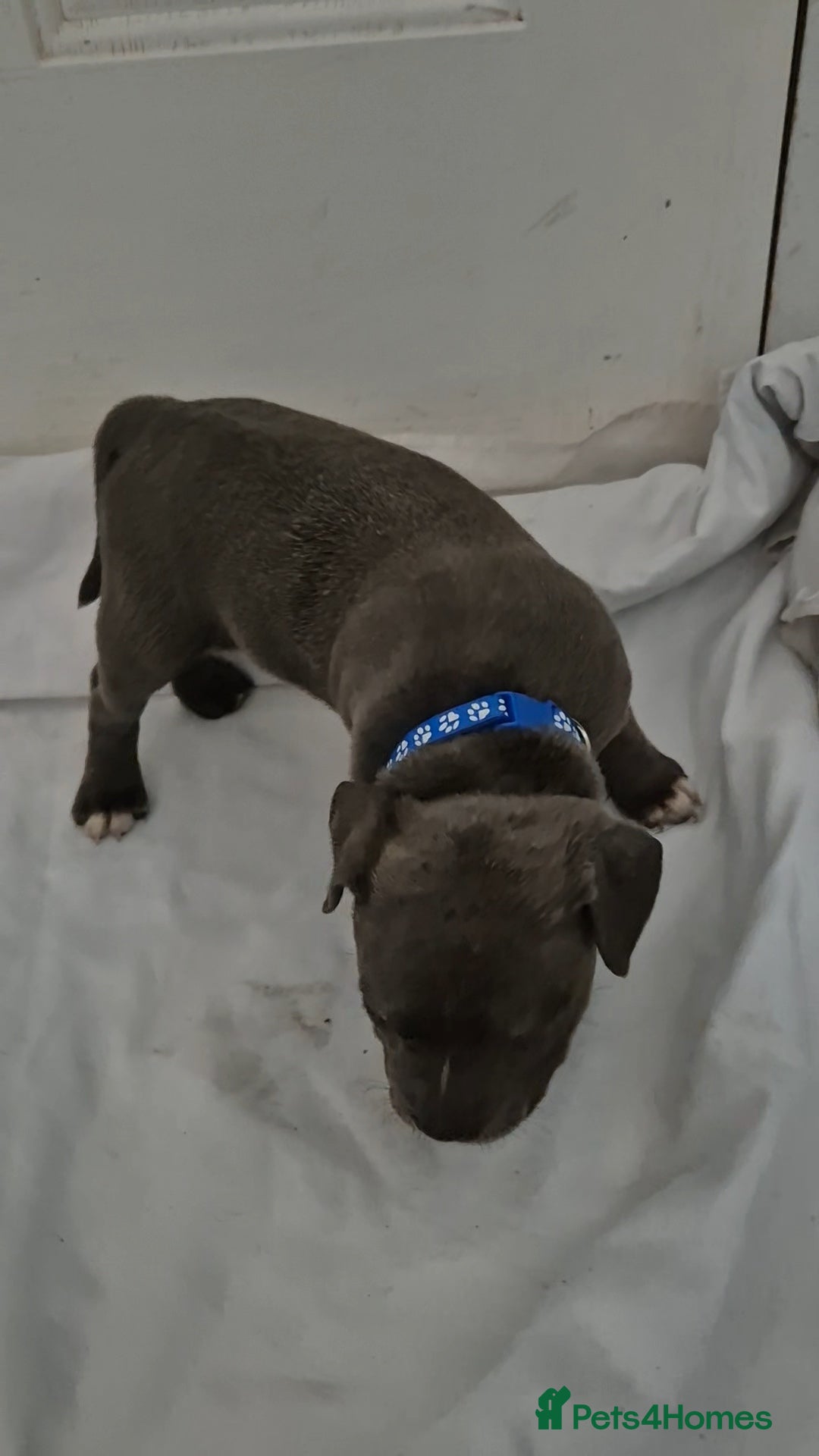 Staffordshire Bull Terrier dogs for sale: Blue Staffs £1,100 Deposit is £245 - Image 19