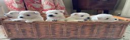 West Highland Terrier dogs for sale: Beautifully bred West Highland Terriers - Advert 2