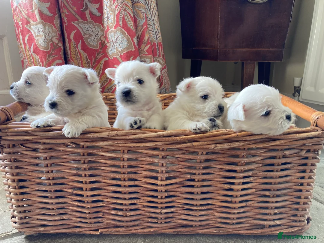 West Highland Terrier dogs for sale: Beautifully bred West Highland Terriers - Advert 2