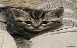 Mixed Breed cats for sale: Beautiful Kittens for sale - Image 2