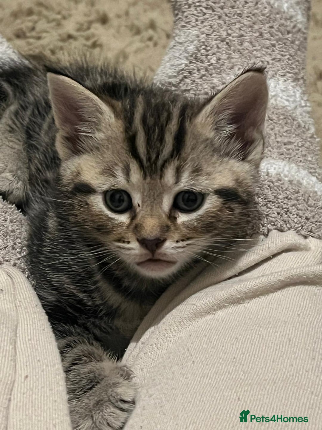 Mixed Breed cats for sale: Beautiful Kittens for sale - Image 2