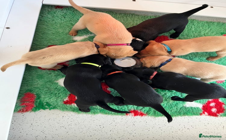 Labrador Retriever dogs - Advert 3