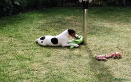 Mixed Breed dogs for sale: Parsons Russell Jack Russell Hybrid Puppy (Cooper) - Image 8