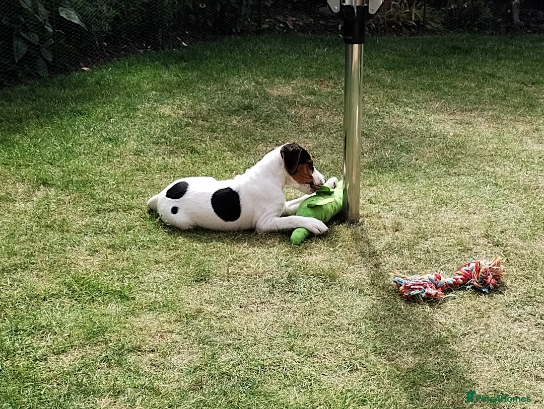 Mixed Breed dogs for sale: Parsons Russell Jack Russell Hybrid Puppy (Cooper) - Image 8