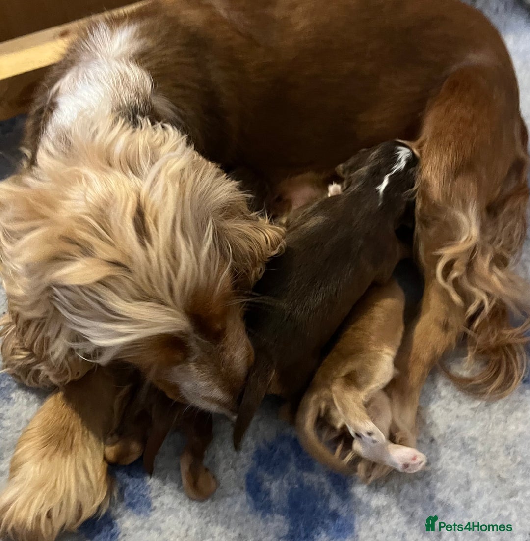 Cocker Spaniel dogs for sale: ❤️Beautiful kc show type cocker spaniel puppies - Image 4