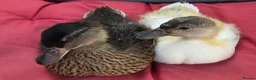 Ducks poultry for sale: Female mini call ducklings - Advert 4