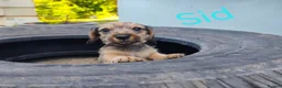 Miniature Dachshund dogs for sale: Premium Mini Wire-haired Dachshund Puppies - Advert 20