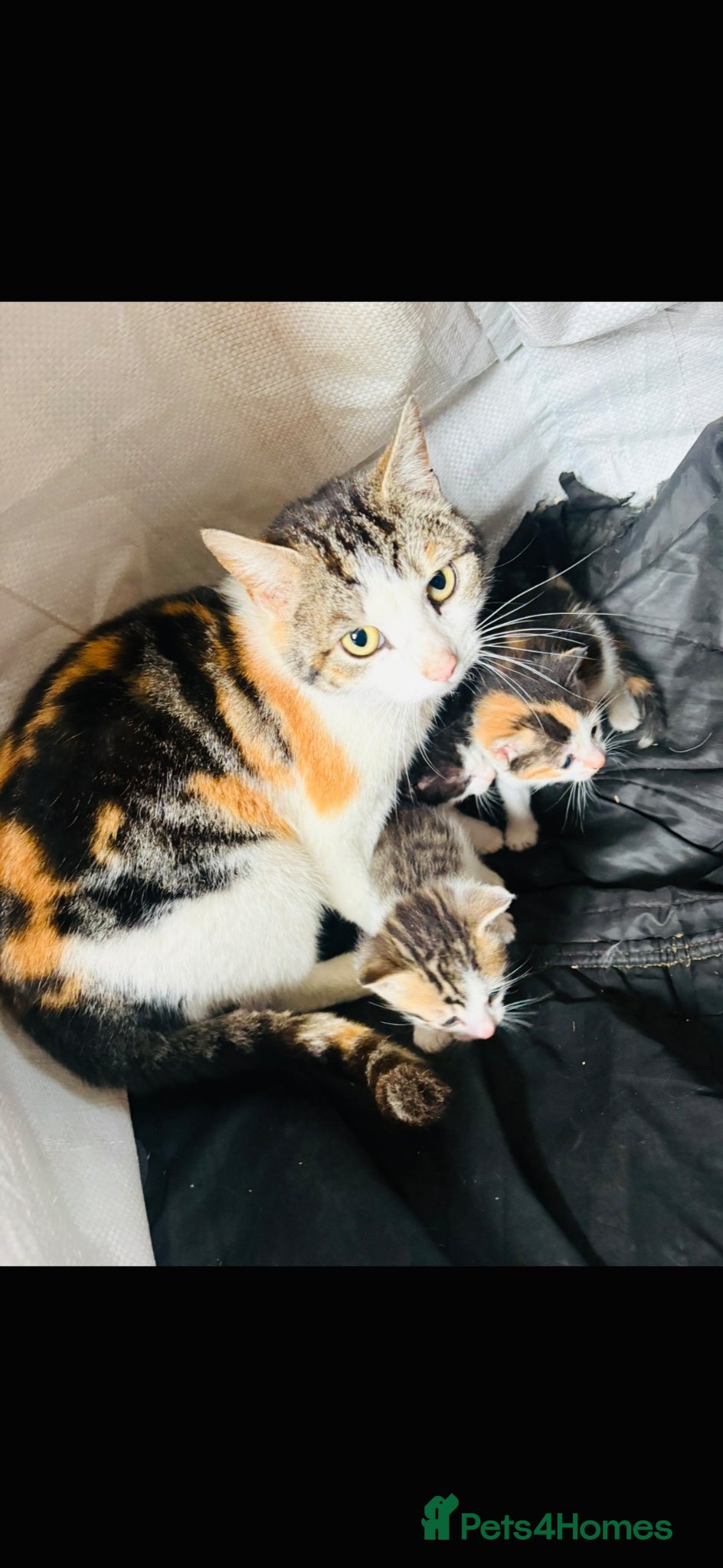 Mixed Breed cats Beautiful kittens  - Advert 1