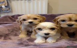 Cavachon dogs for sale: 8 Beautiful Cavachons💙💙💙🩷🩷🩷🩷🩷 - Image 11