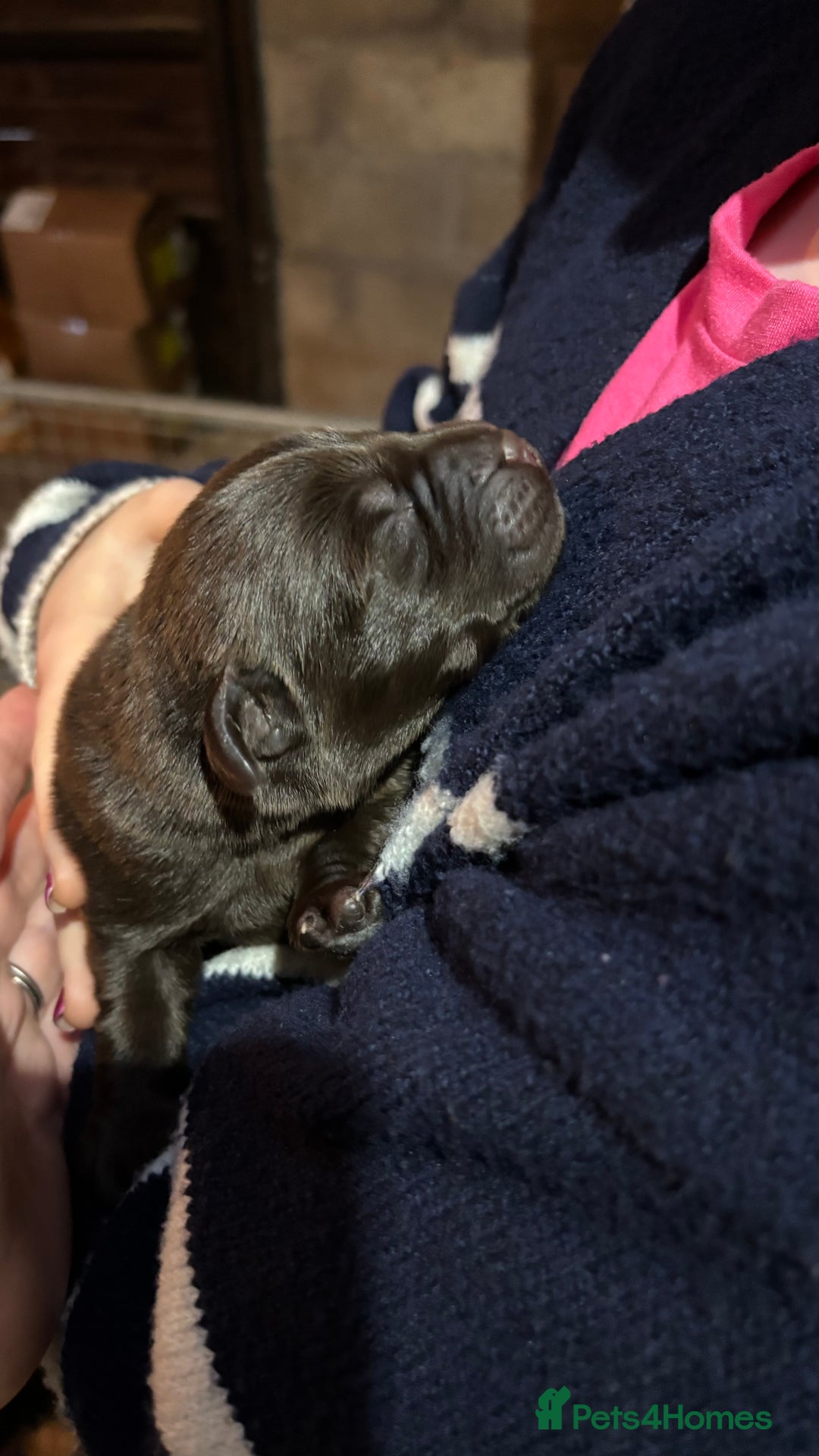 Labrador Retriever dogs for sale: Beautiful black and chocolate pups  - Image 8