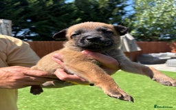Belgian Shepherd Dog dogs for sale: Belgian Malinois puppies  - Image 5