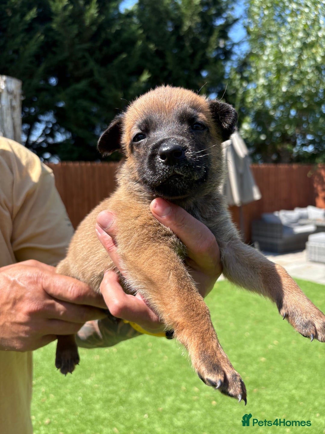 Belgian Shepherd Dog dogs for sale: Belgian Malinois puppies  - Image 5