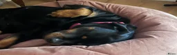 Rottweiler dogs for sale: PREGNANCY CONFIRMED — WAITING LIST NOW OPEN - Advert 8