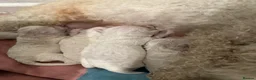 Bichon Frise dogs for sale: Puppy for sale bichon frise in Walsall - Advert 4