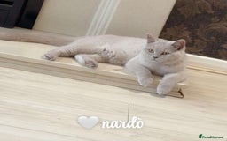 British Shorthair cats for sale: British short hair  - Image 3