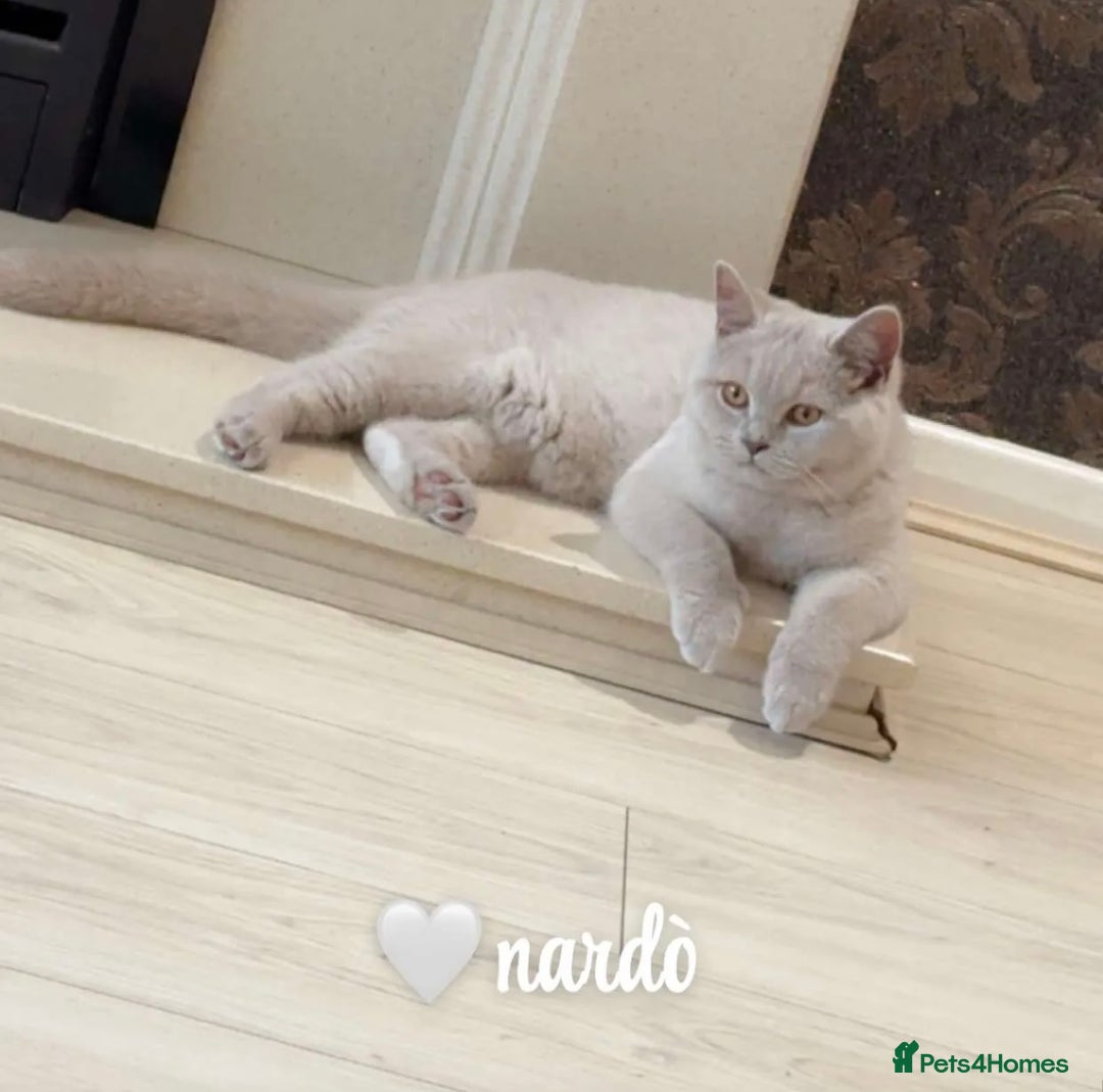 British Shorthair cats for sale: British short hair  - Image 3