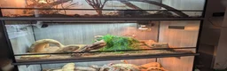Bearded Dragon reptiles for sale: Red monster  - Advert 3