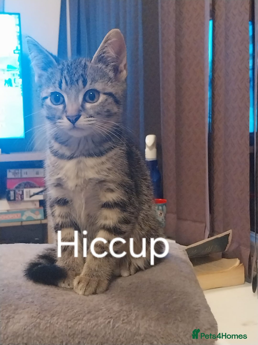 British Shorthair cats for sale: Silver Tabby Kittens  - Image 3