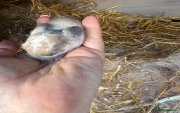 Mini Lop rabbits for sale: Mini lop baby rabbits for sale - Image 6