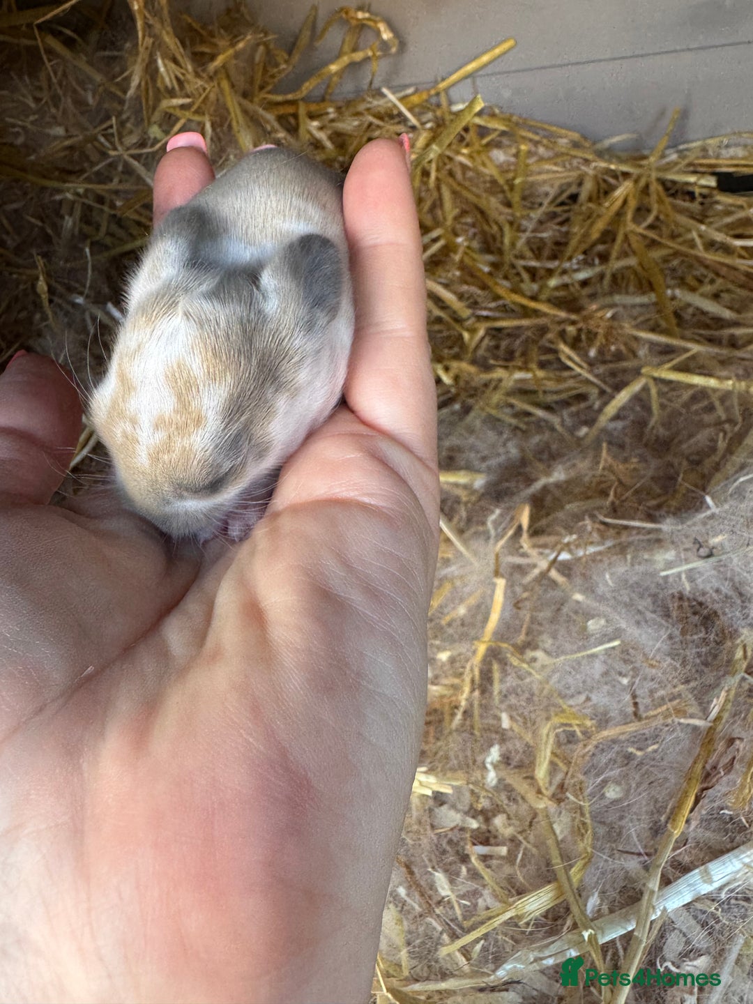 Mini Lop rabbits for sale: Mini lop baby rabbits for sale - Image 6